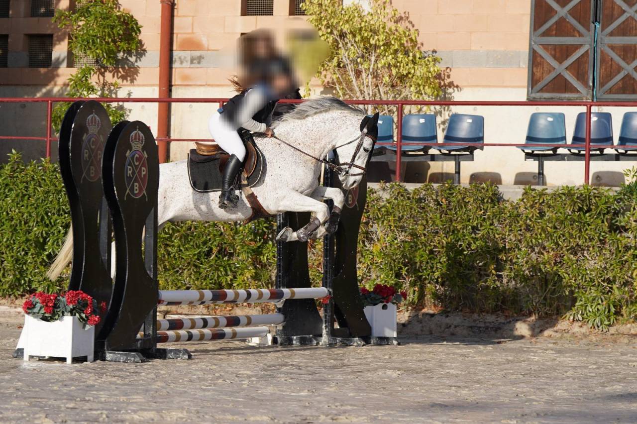 Ruin Arabier Te koop 2017 Schimmel ,  TAPETE