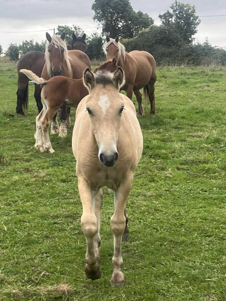 Veulen (vr) Welsh Partbred Te koop 2025 Isabel ,  Ubiwan des collines