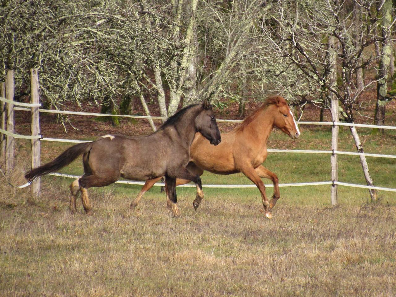 Merrie Andere pony rassen Te koop 2022 Muisgrijs