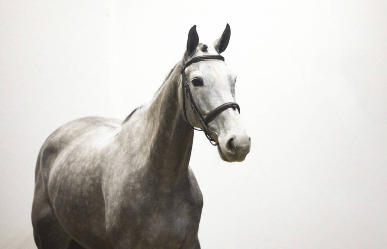 Merrie Zangersheide Te koop 2019 Schimmel ,  Kato T Z