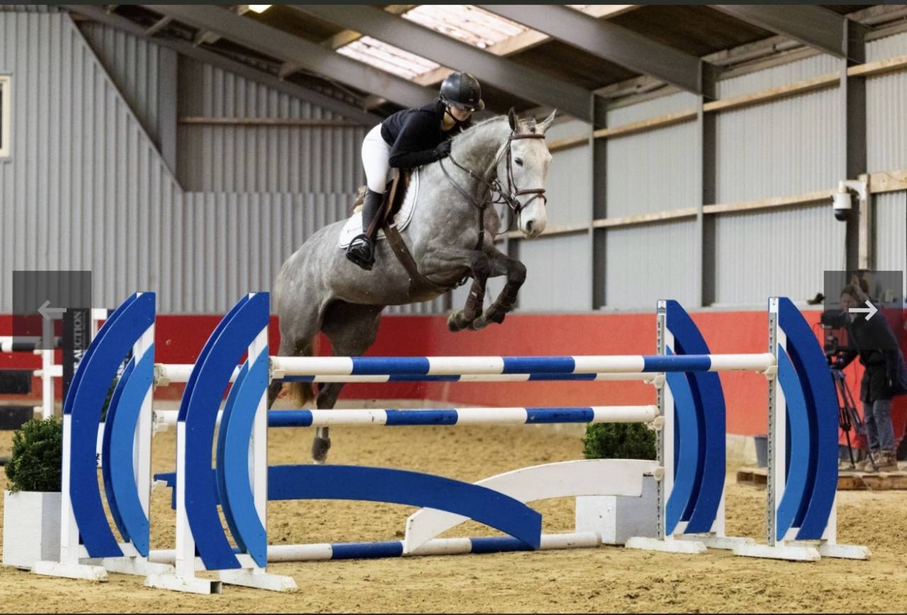 Merrie Zangersheide Te koop 2019 Schimmel ,  Kato T Z