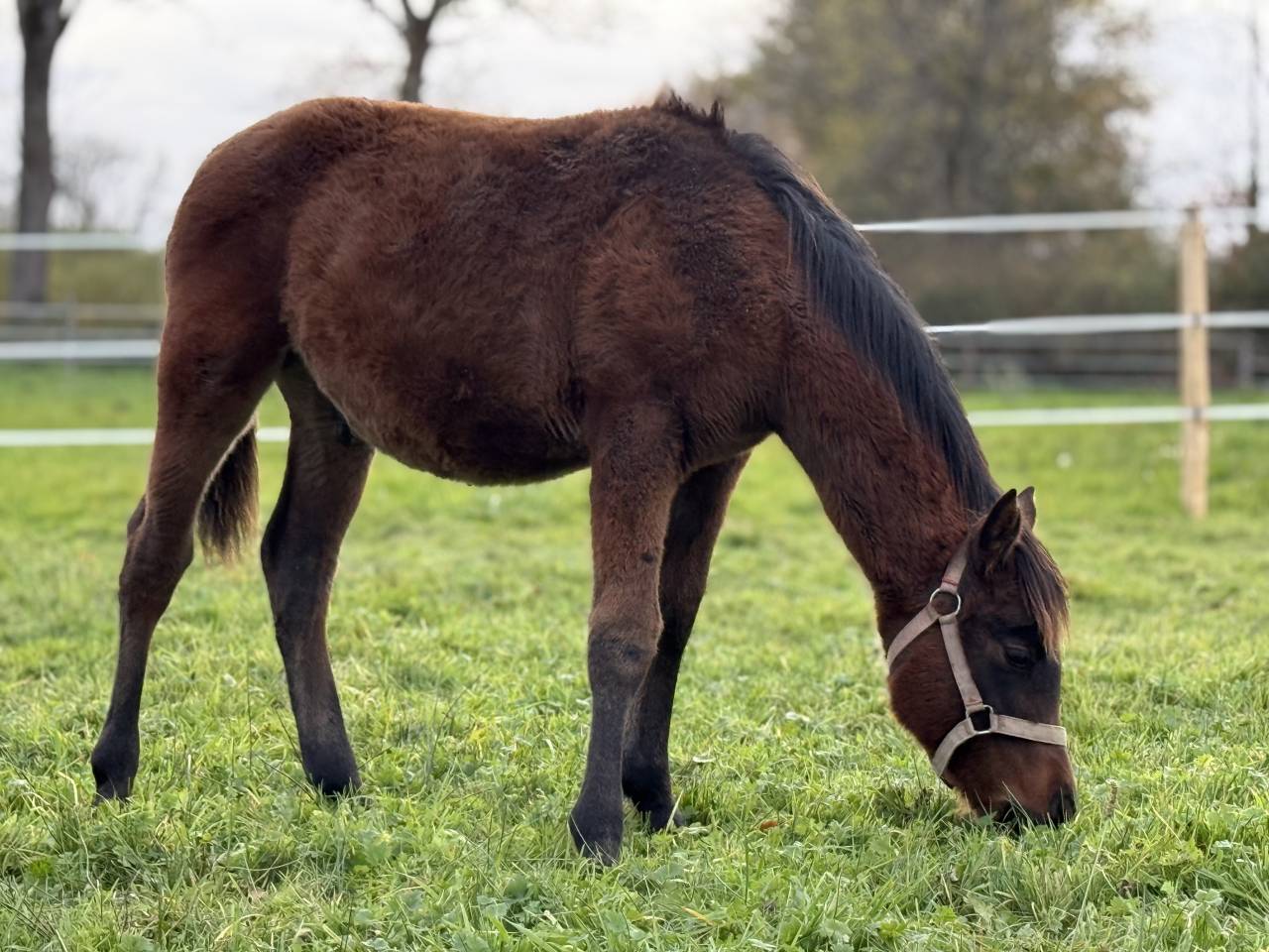 Veulen (ml) Bekend ras Te koop 2025 Donker bruin / bai ,  ITEM HOBAM
