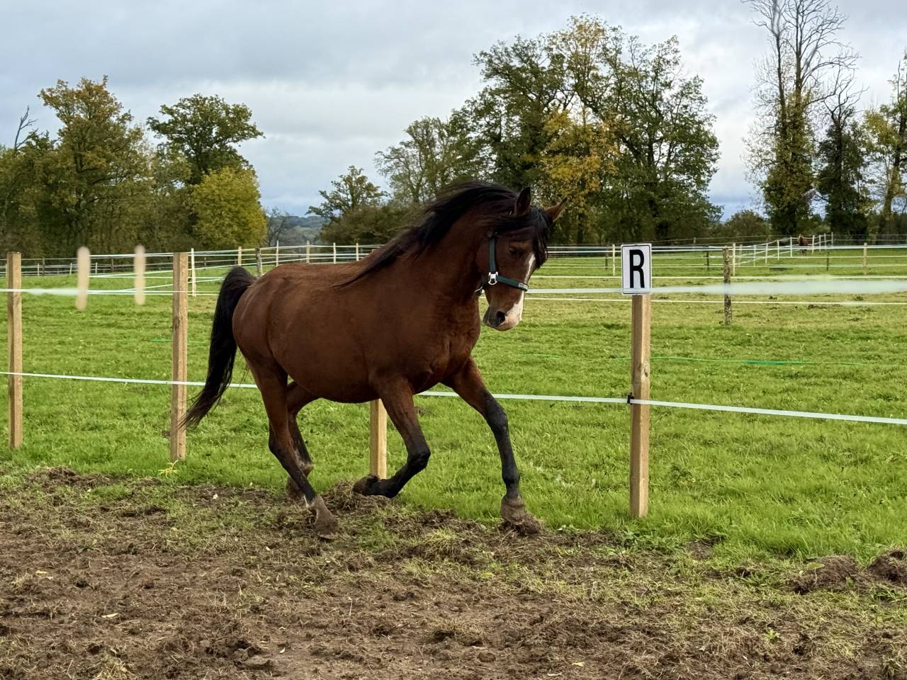 Veulen (ml) Bekend ras Te koop 2025 Donker bruin / bai ,  ITEM HOBAM