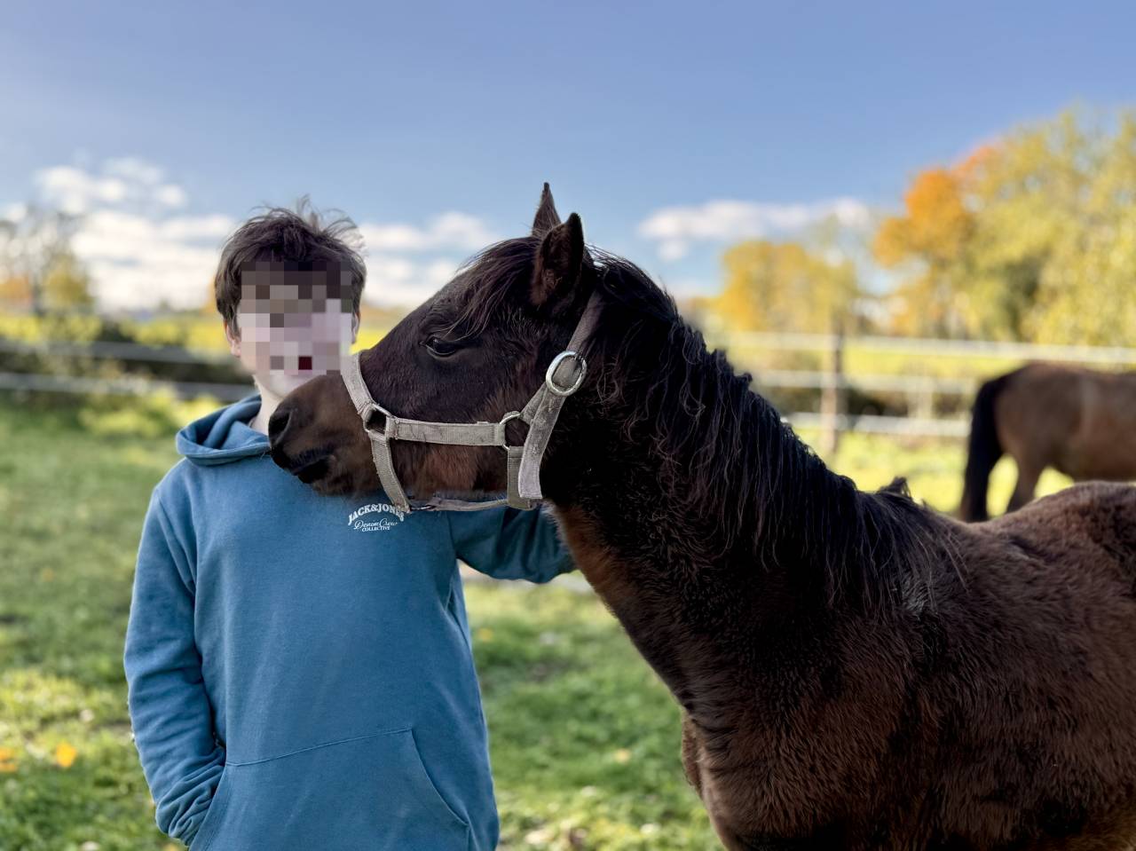 Veulen (ml) Bekend ras Te koop 2025 Donker bruin / bai ,  ITEM HOBAM