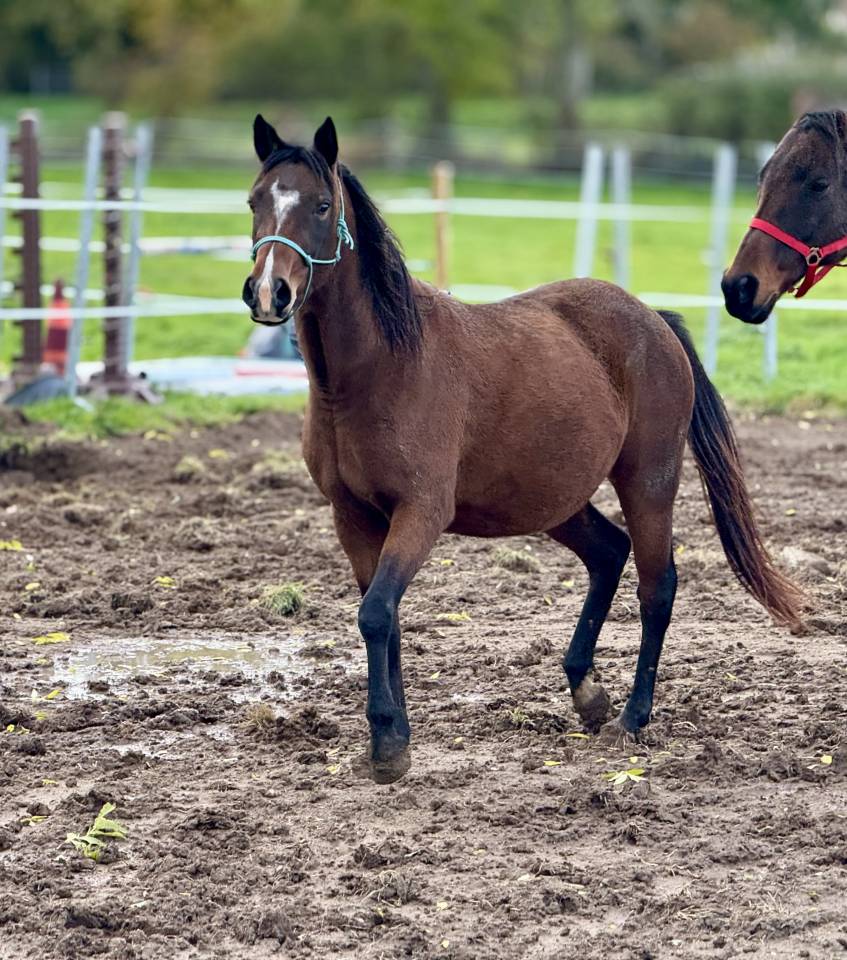 Veulen (ml) Bekend ras Te koop 2025 Donker bruin / bai ,  ITEM HOBAM