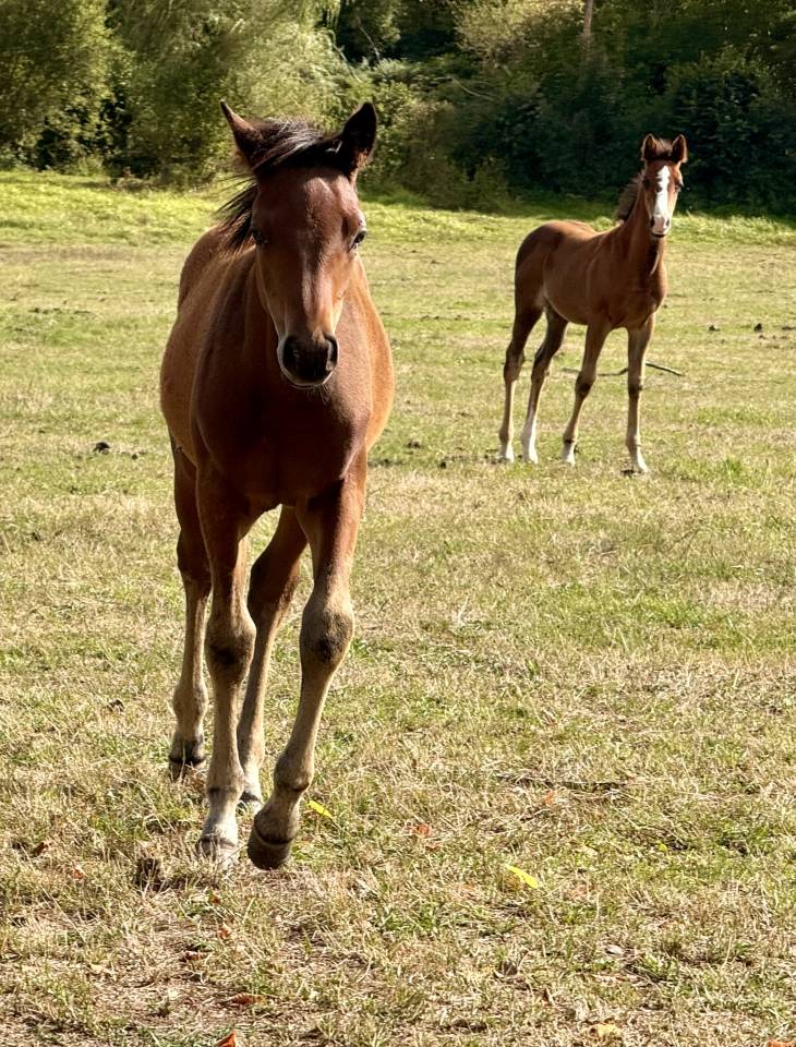 Veulen (ml) Bekend ras Te koop 2025 Donker bruin / bai ,  ITEM HOBAM