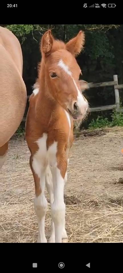 Veulen (vr) Franse rijpony PFS Te koop 2025 Bontzwart