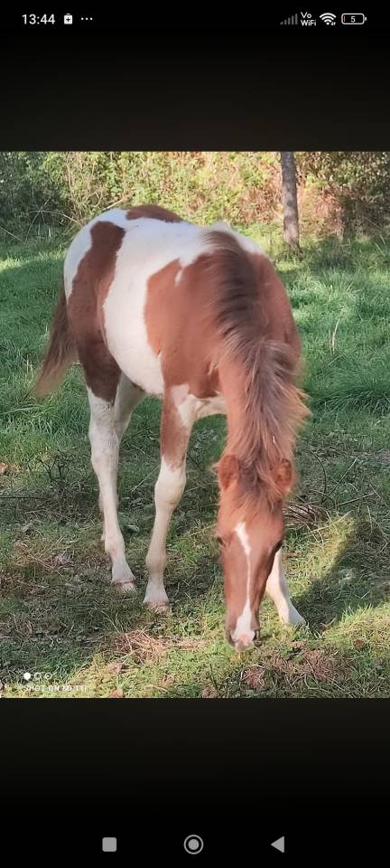 Veulen (vr) Franse rijpony PFS Te koop 2025 Bontzwart