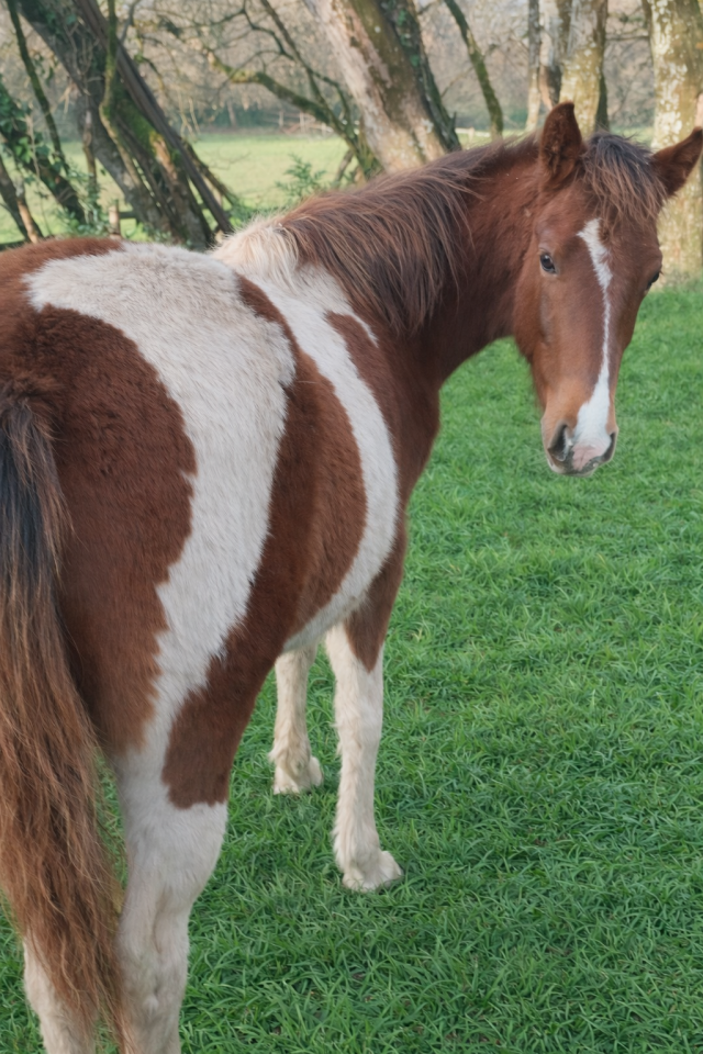 Veulen (vr) Franse rijpony PFS Te koop 2025 Bontzwart