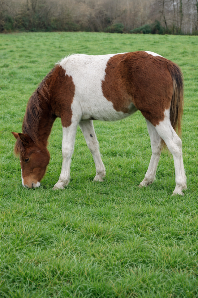 Veulen (vr) Franse rijpony PFS Te koop 2025 Bontzwart