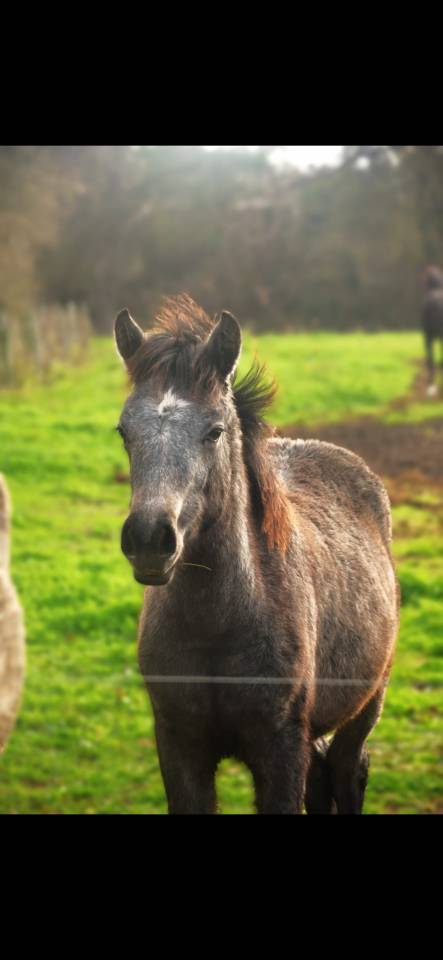 Draagmerrie Connemara Te koop 2016 Schimmel