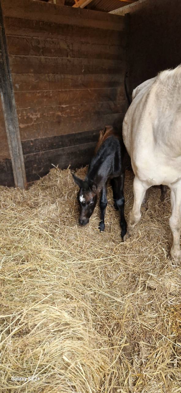 Draagmerrie Connemara Te koop 2016 Schimmel