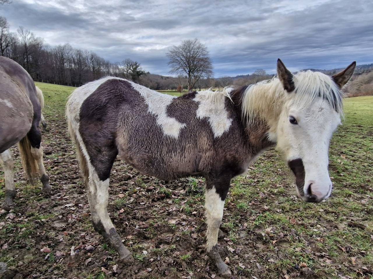 Veulen (ml) Paint Horse Te koop 2025 Paint