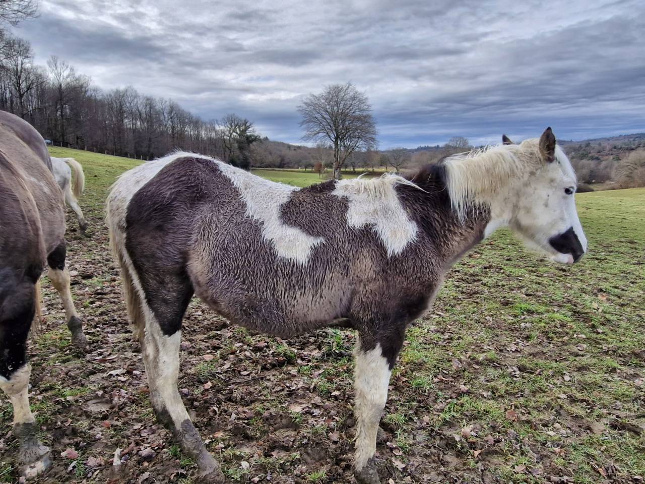 Veulen (ml) Paint Horse Te koop 2025 Paint