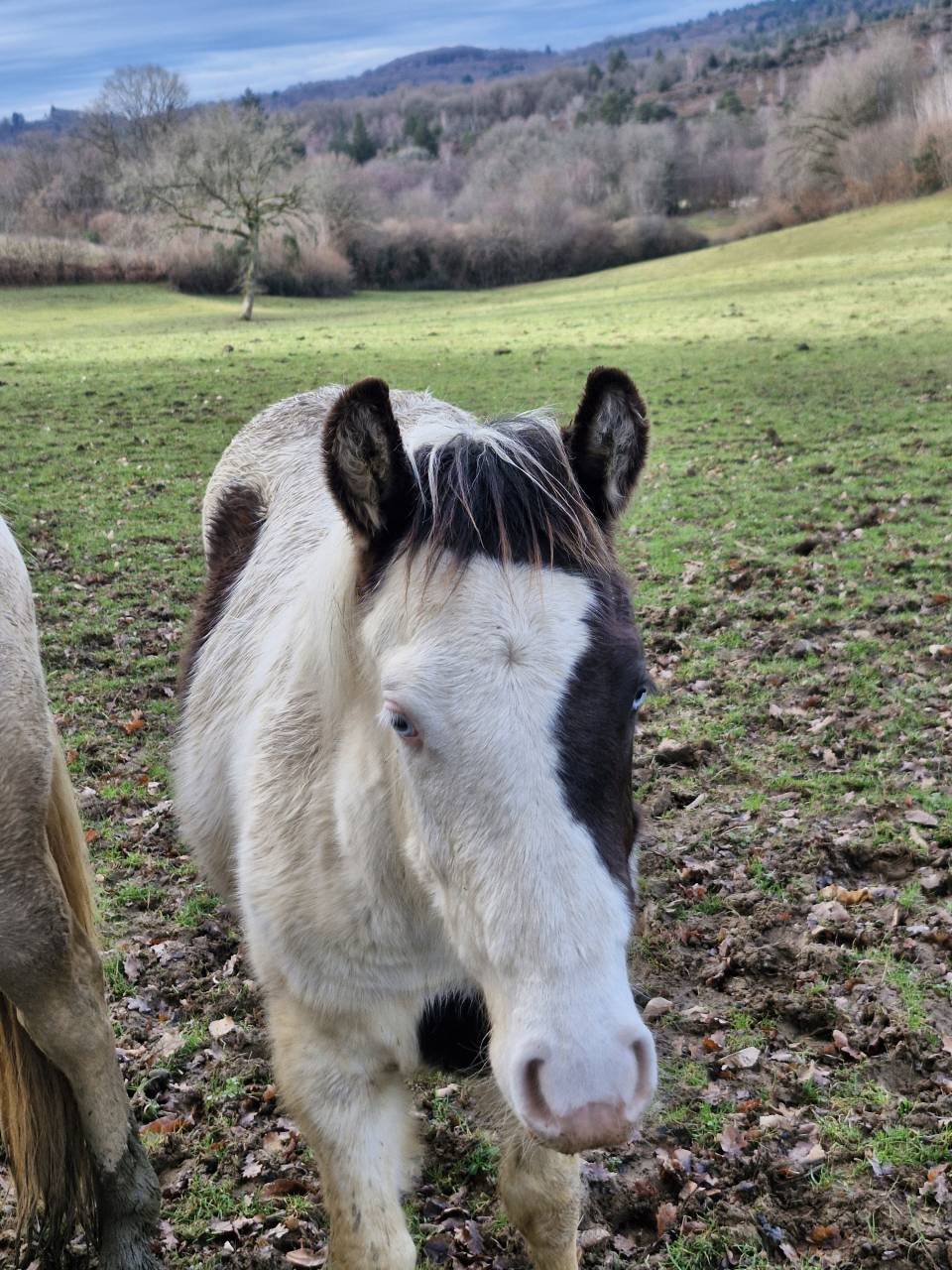 Veulen (ml) Paint Horse Te koop 2025 Paint