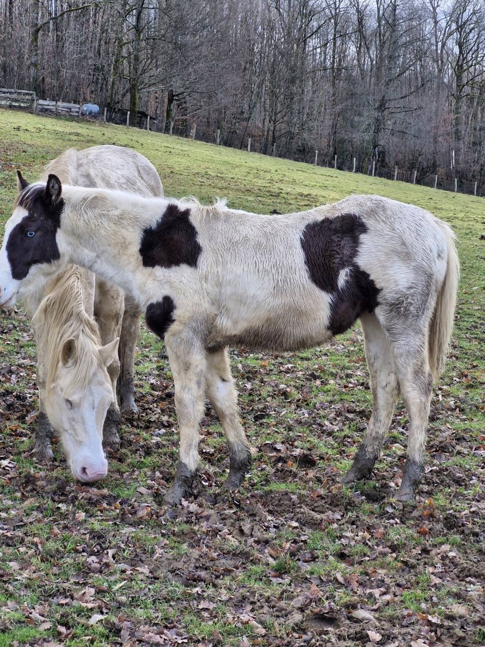 Veulen (ml) Paint Horse Te koop 2025 Paint