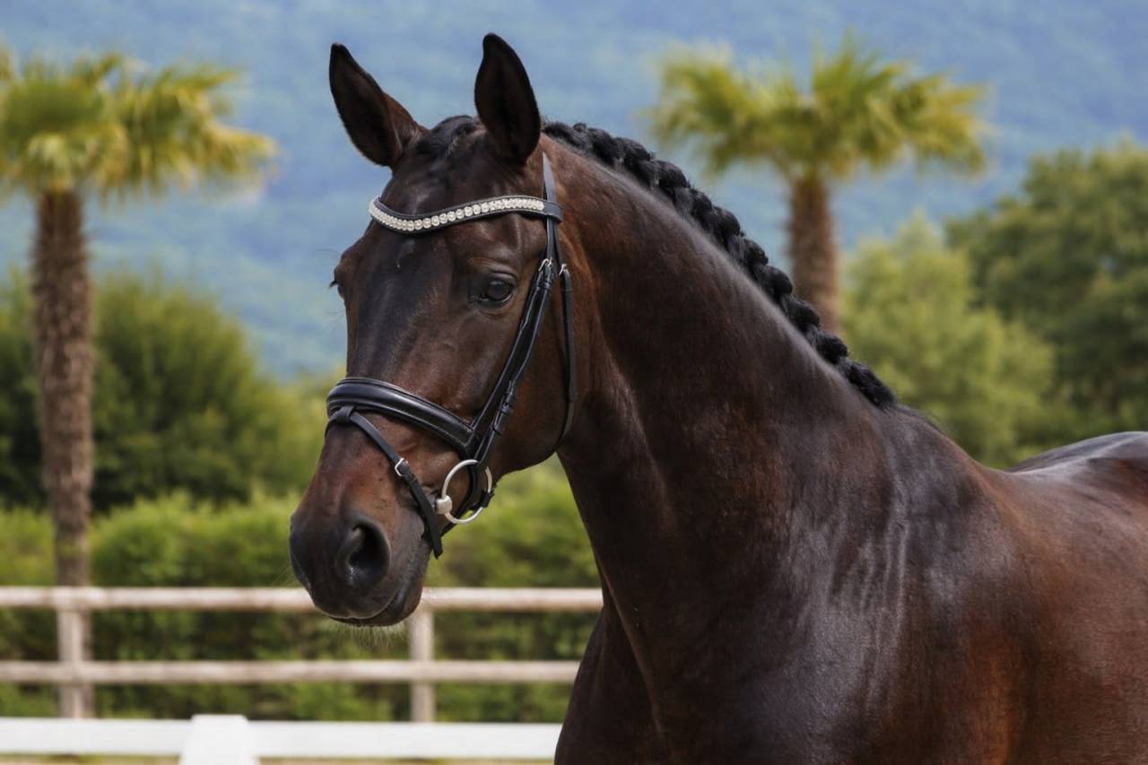 Merrie Lusitano Te koop 2019 Bruin / Bai