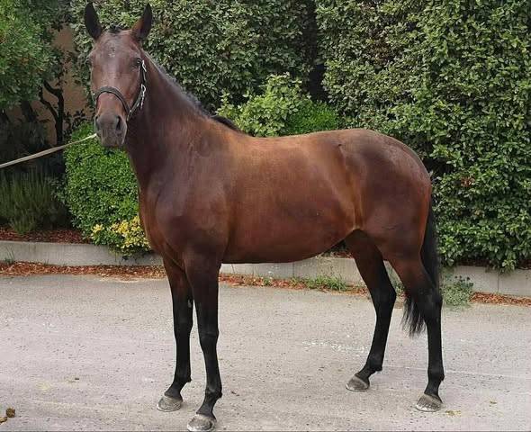 Merrie Lusitano Te koop 2019 Bruin / Bai