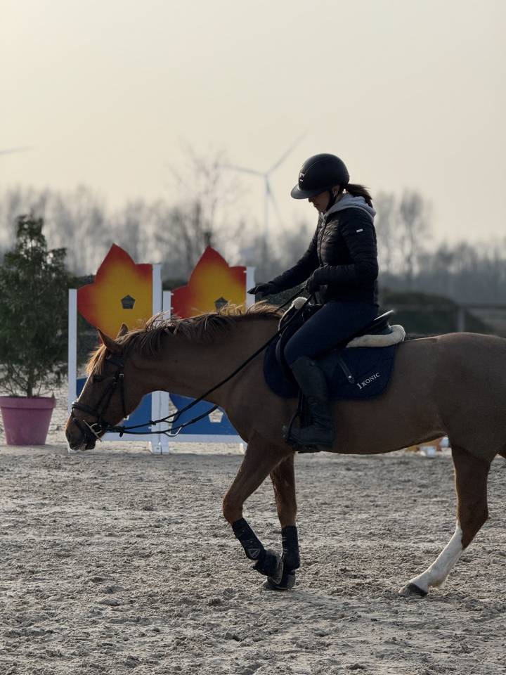 Merrie Andere pony rassen Te koop 2019 Vos ,  Kanca