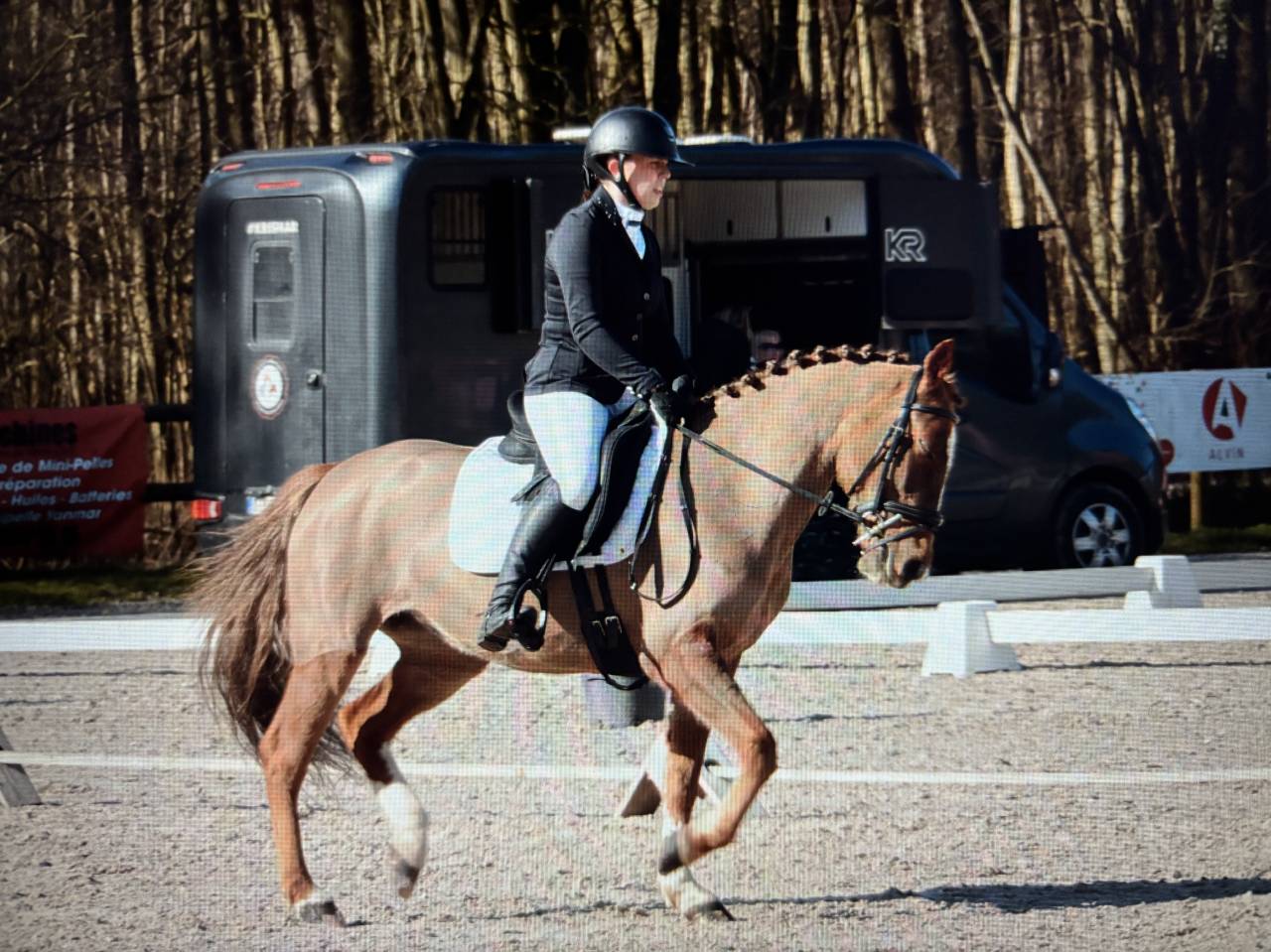 Merrie Andere pony rassen Te koop 2019 Vos ,  Kanca