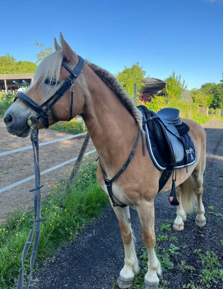 Ruin Haflinger Te koop 2017 Vos