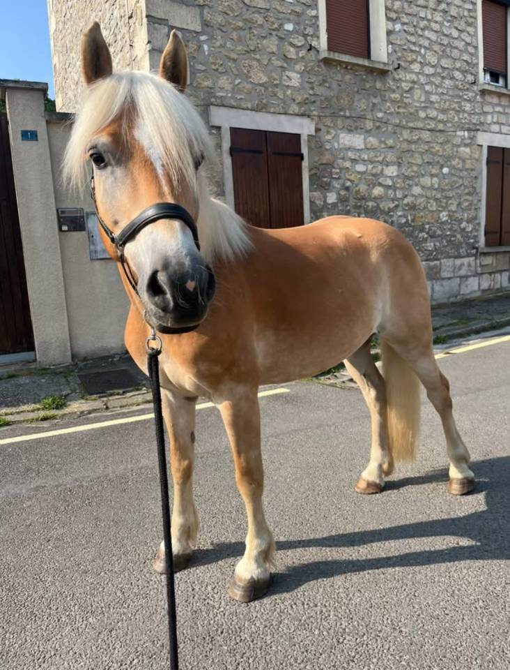 Ruin Haflinger Te koop 2017 Vos