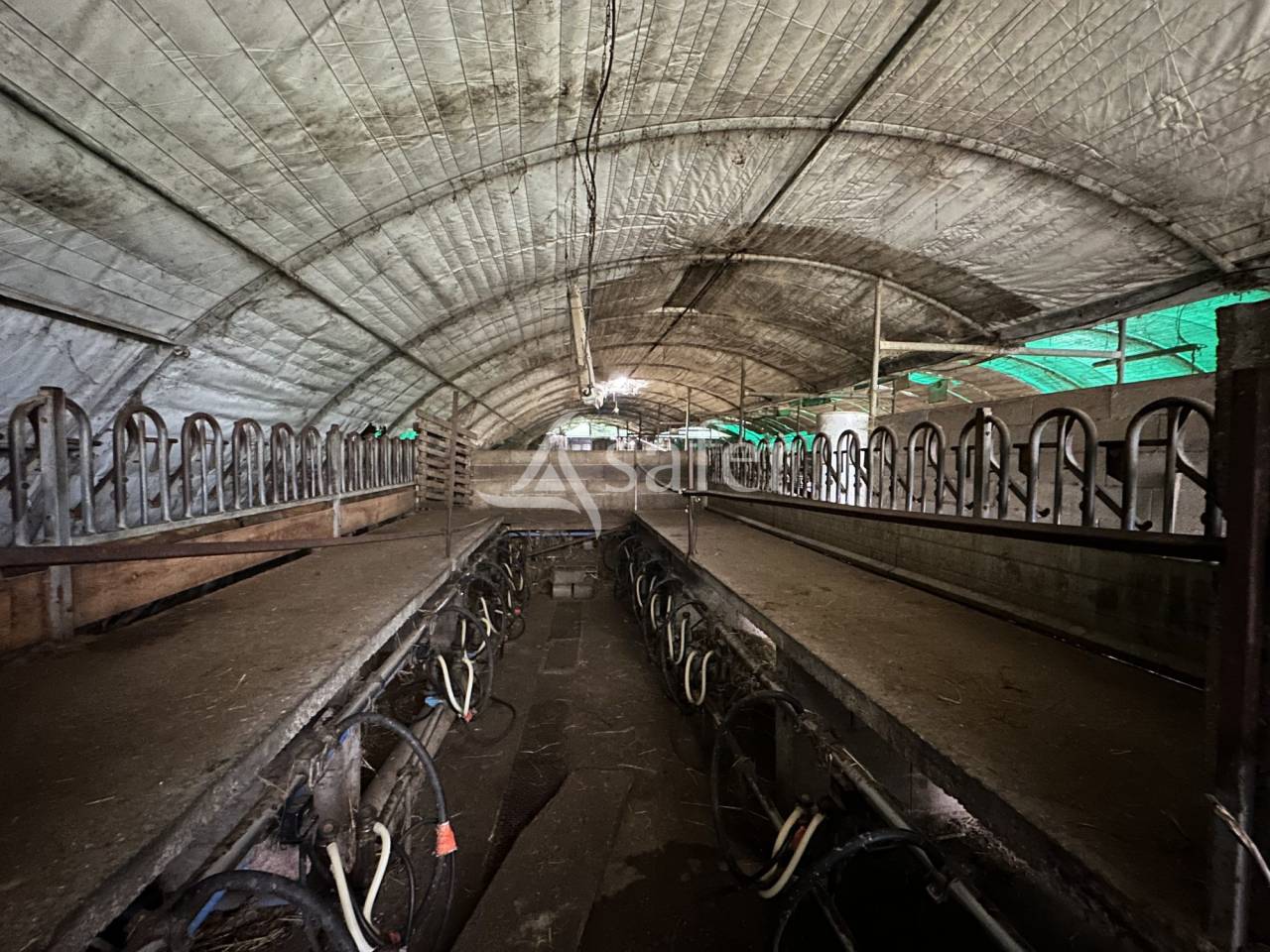 Schapen exploitatie Koop Charente