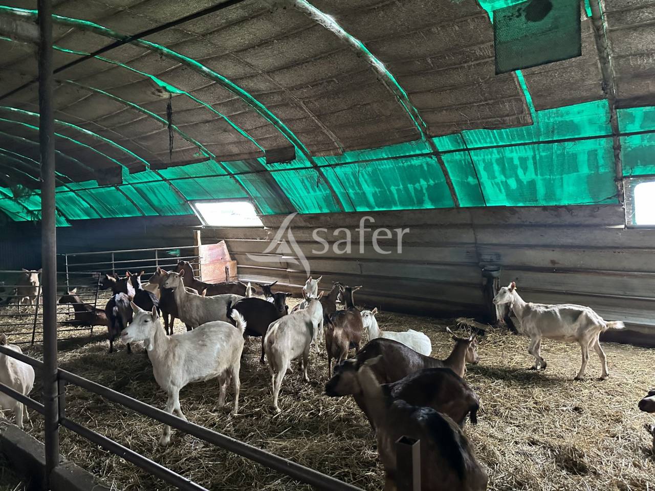 Schapen exploitatie Koop Charente