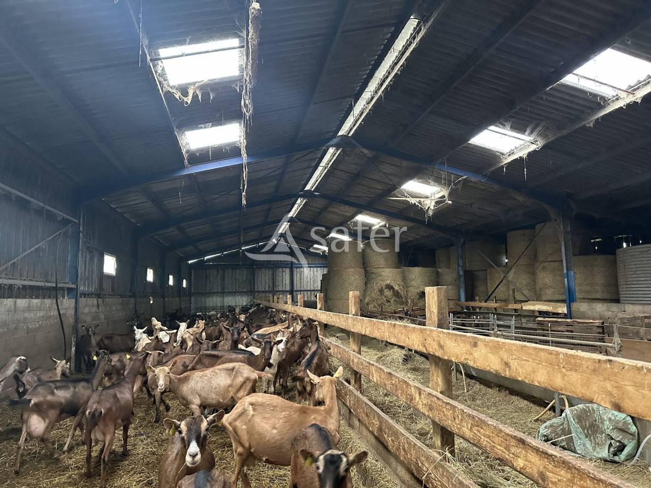 Schapen exploitatie Koop Charente