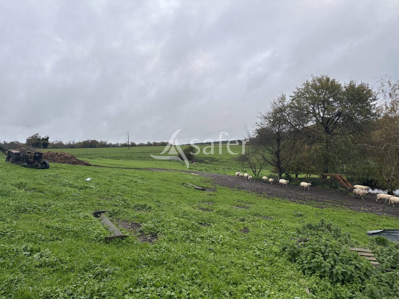 Schapen exploitatie Koop Charente