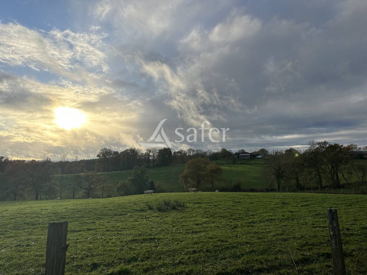 Schapen exploitatie Koop Charente