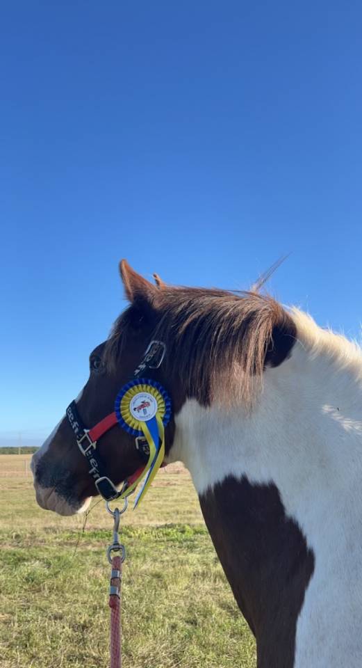 Merrie Ras onbekend Te koop 2011 Bont