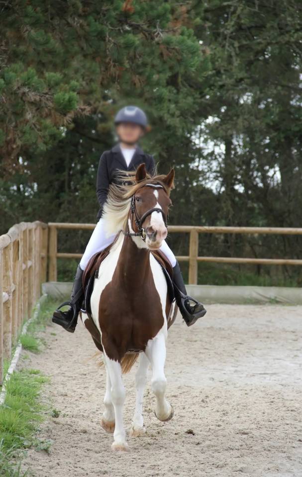 Merrie Ras onbekend Te koop 2011 Bont