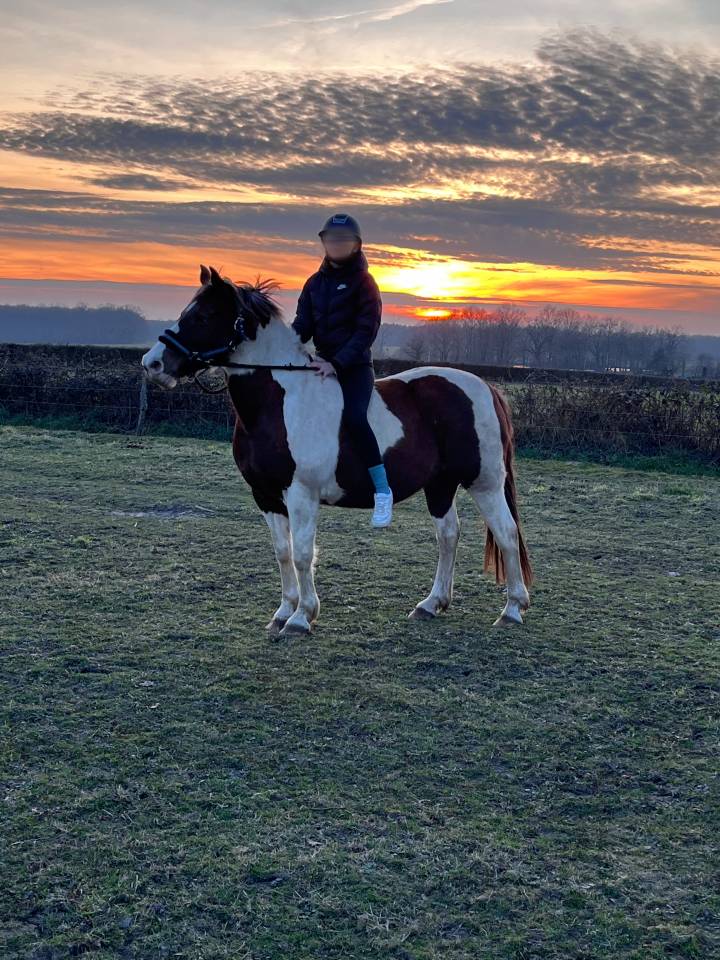 Merrie Ras onbekend Te koop 2011 Bont