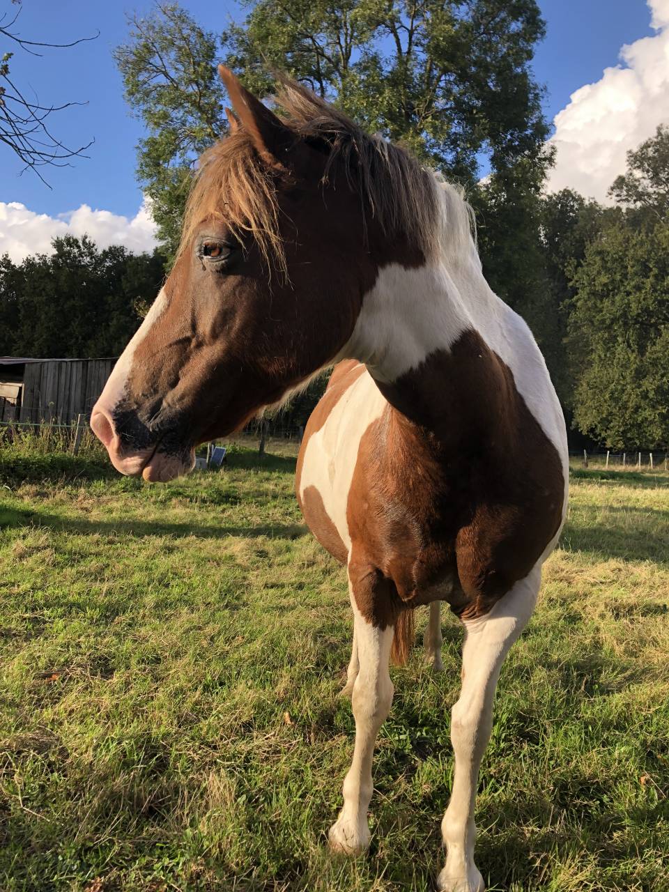 Merrie Ras onbekend Te koop 2011 Bont