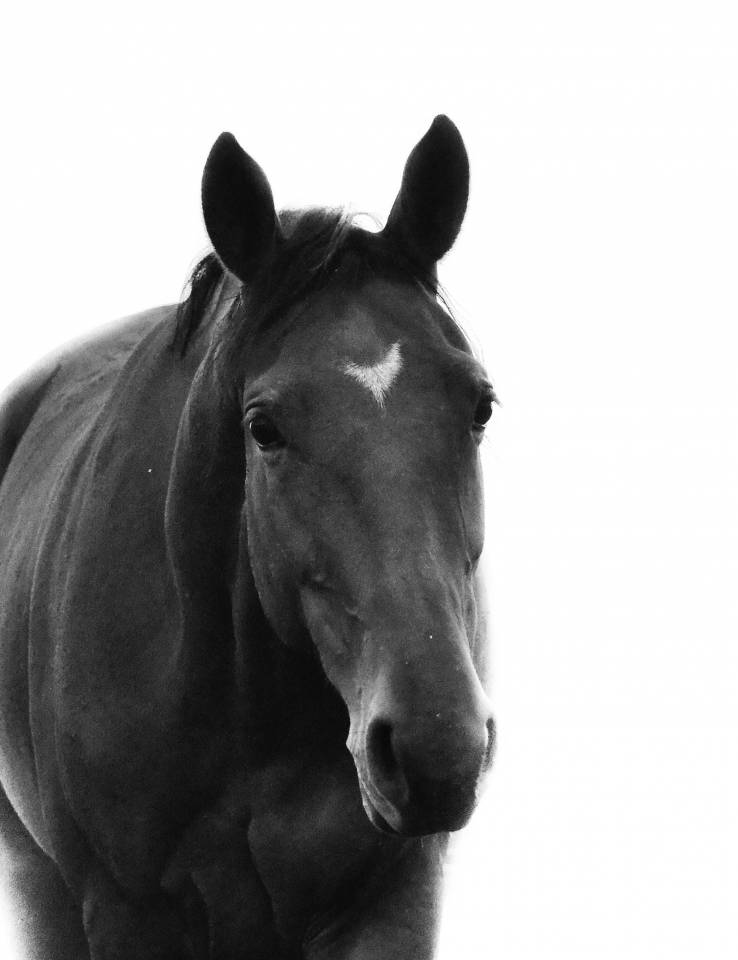 Merrie Italiaans rijpaard  Te koop 2021 Donker bruin / bai ,  PANAMA TAME