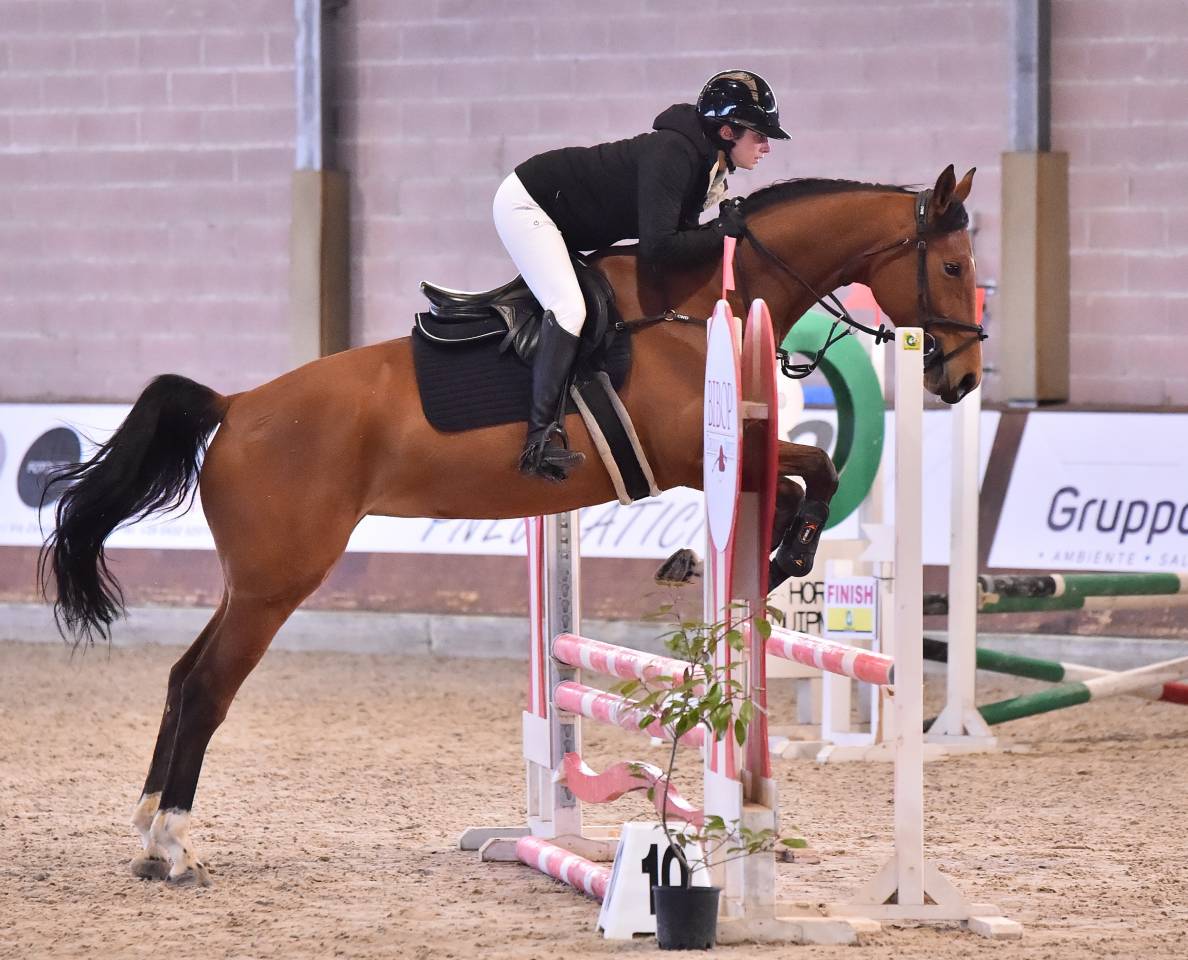 Merrie Italiaans rijpaard  Te koop 2021 Donker bruin / bai ,  PANAMA TAME