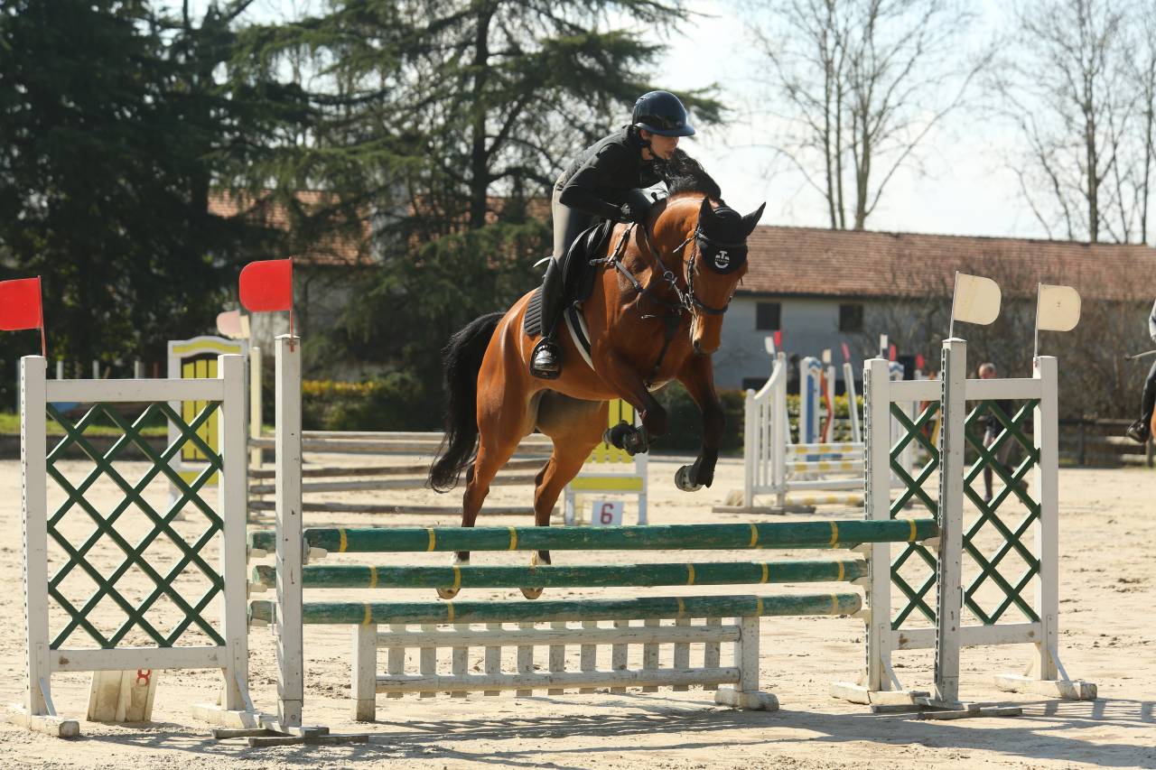 Merrie Italiaans rijpaard  Te koop 2021 Donker bruin / bai ,  PANAMA TAME