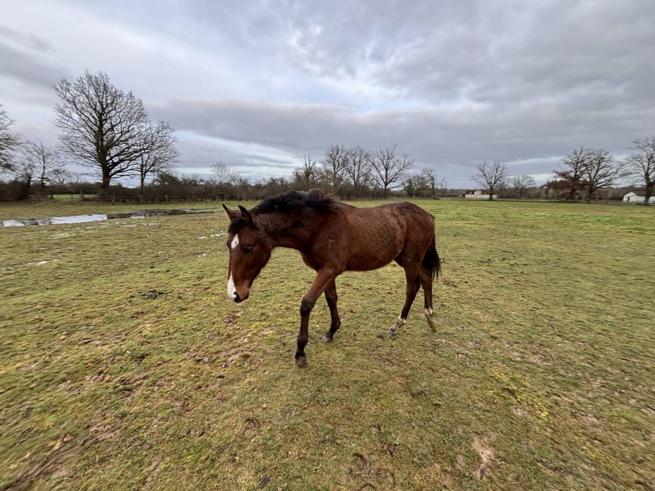 Veulen (ml) Selle Fran&ccedil;ais Te koop 2025 Donker bruin / bai ,  FALKO DE HUS SF