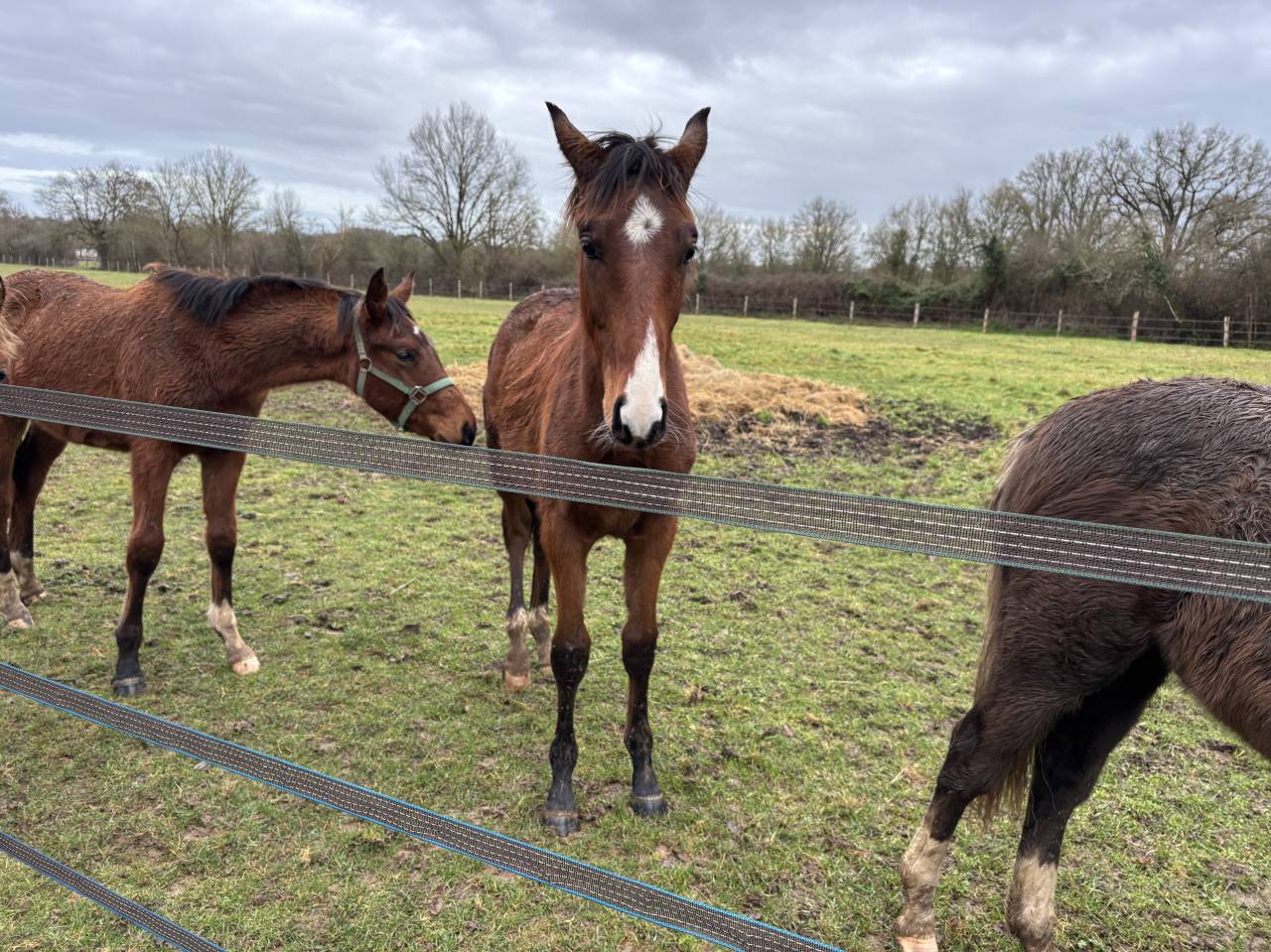 Veulen (ml) Selle Fran&ccedil;ais Te koop 2025 Donker bruin / bai ,  FALKO DE HUS SF