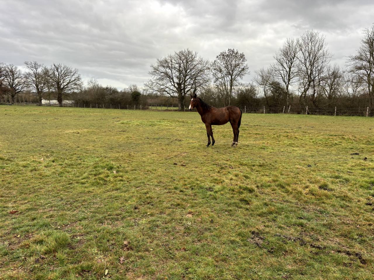 Veulen (ml) Selle Fran&ccedil;ais Te koop 2025 Donker bruin / bai ,  FALKO DE HUS SF