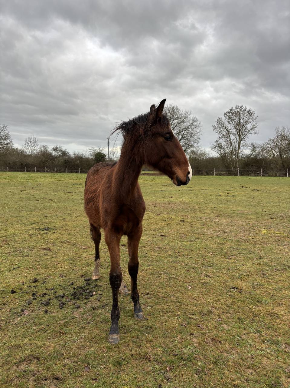 Veulen (ml) Selle Fran&ccedil;ais Te koop 2025 Donker bruin / bai ,  FALKO DE HUS SF