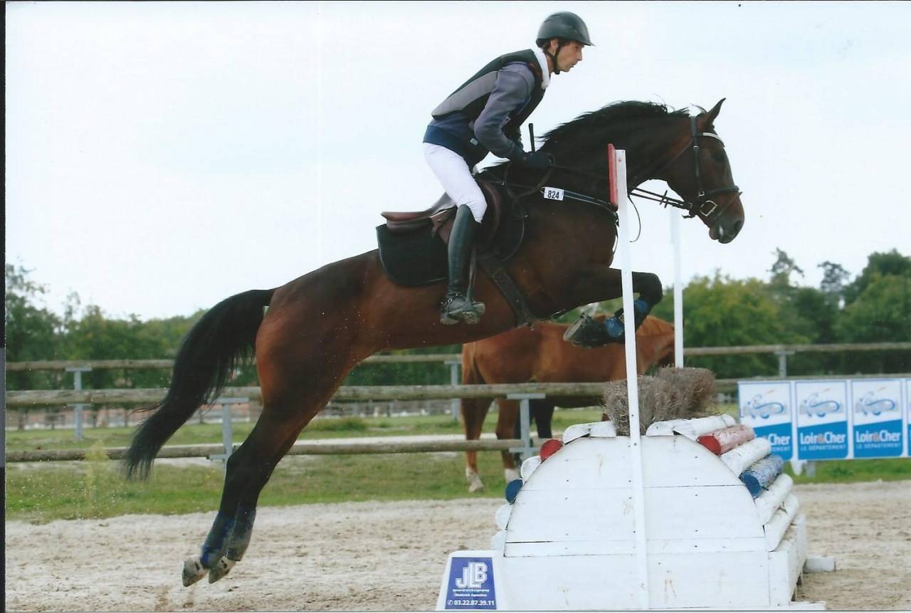 Veulen (ml) Selle Fran&ccedil;ais Te koop 2025 Donker bruin / bai ,  FALKO DE HUS SF