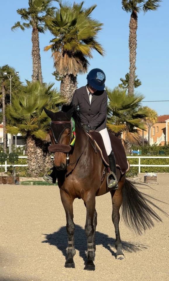 Merrie Selle Fran&ccedil;ais Te koop 2018 Bruin / Bai ,  Diego de Blondel