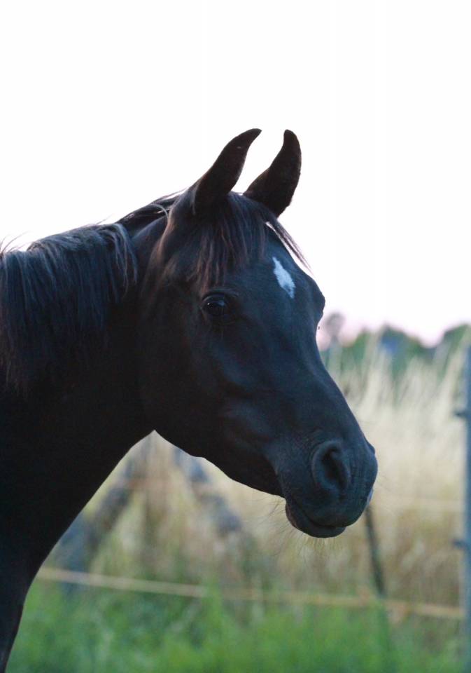 Hengst Andere pony rassen Te koop 2023 Zwart
