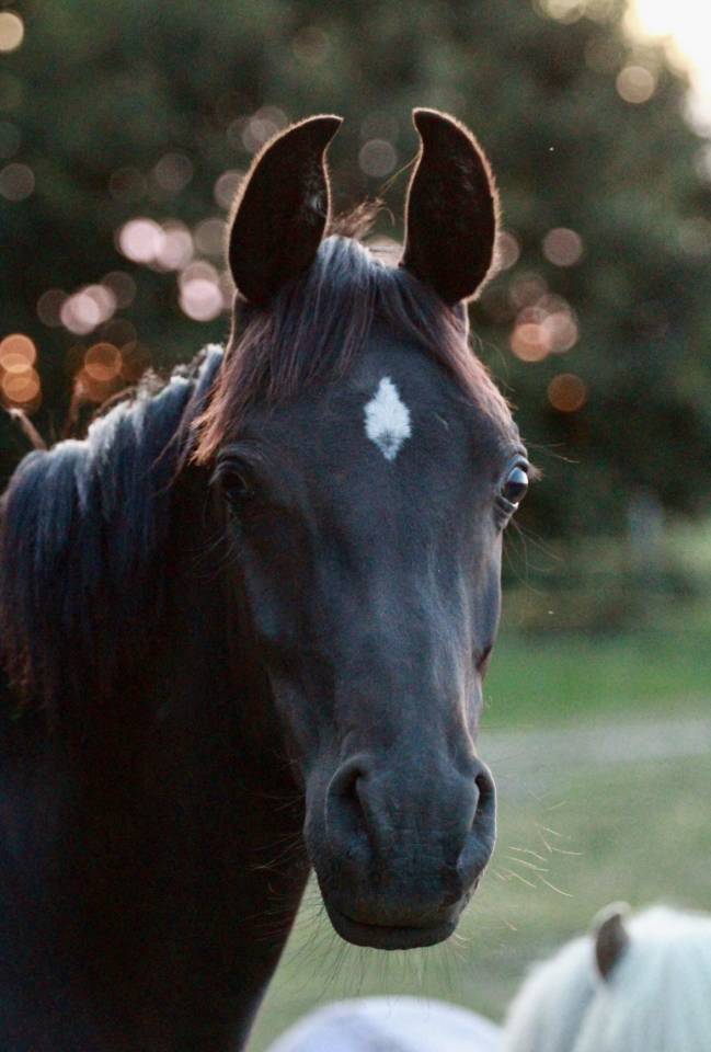 Hengst Andere pony rassen Te koop 2023 Zwart