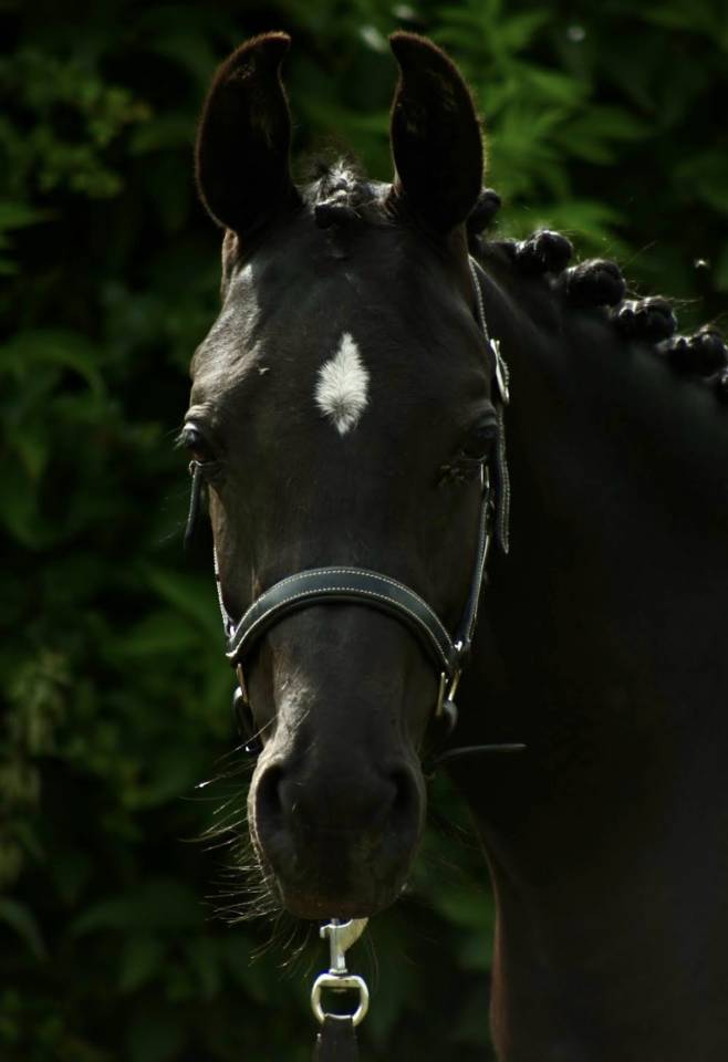 Hengst Andere pony rassen Te koop 2023 Zwart