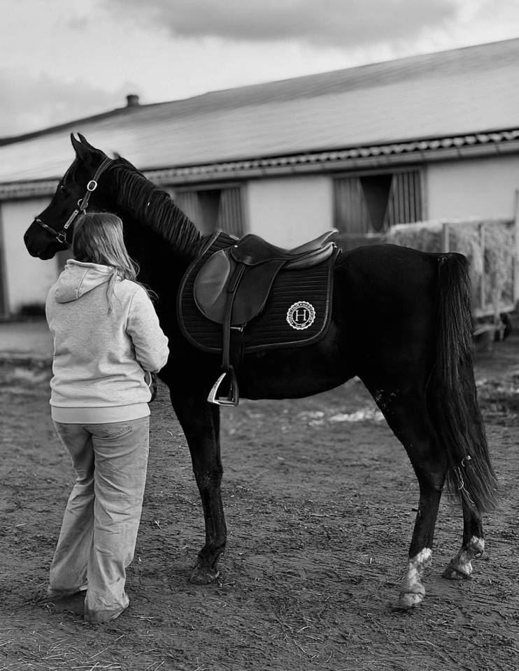 Hengst Andere pony rassen Te koop 2023 Zwart