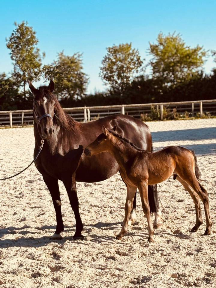 Veulen (ml) New Forest Te koop 2025 Isabel ,  L'ancelot du m&eacute;nage