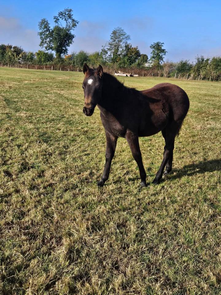 Veulen (ml) New Forest Te koop 2025 Isabel ,  L'ancelot du m&eacute;nage
